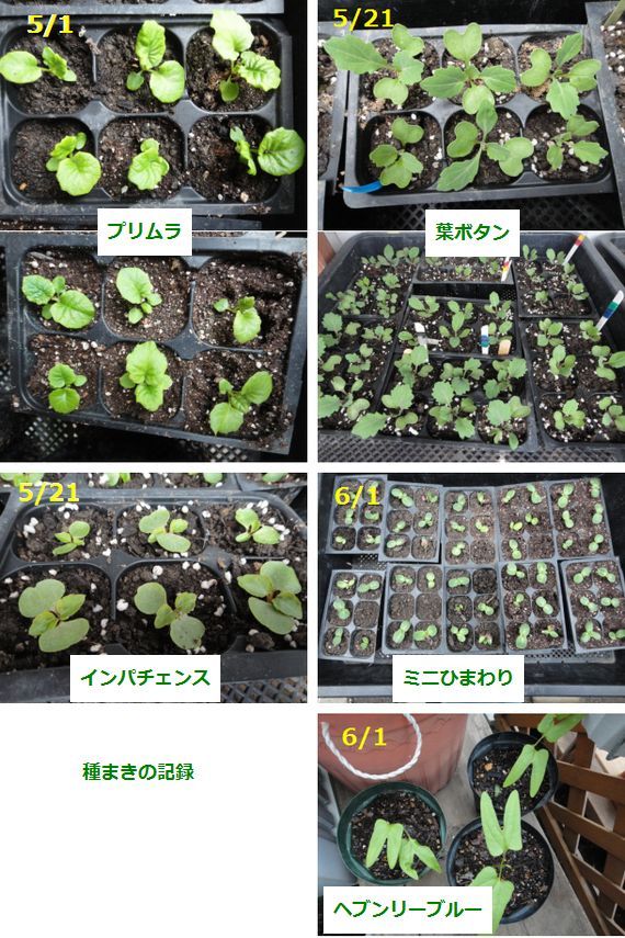 5月以降の種まきの記録