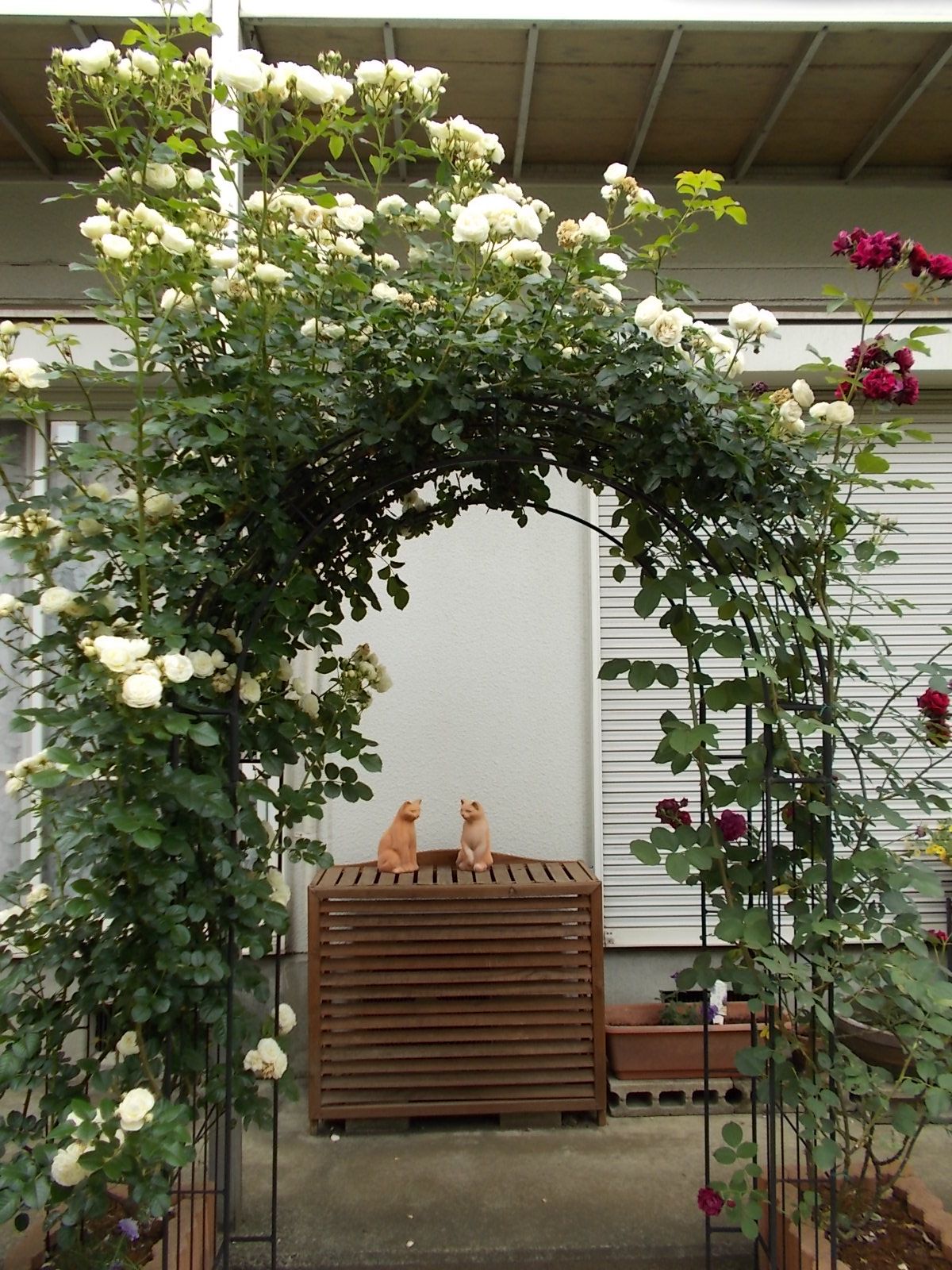 過去に失敗したアーチの誘引 バラを咲かせることが好き 楽天ブログ