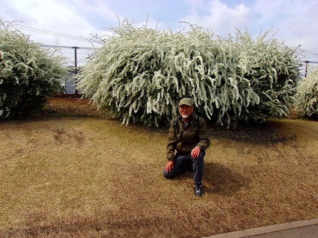 雪柳を背景に正.jpg