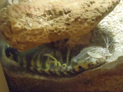 和歌山県立自然博物館2013年9月中旬16　トラフシャコ（Lysiosquillina maculata）