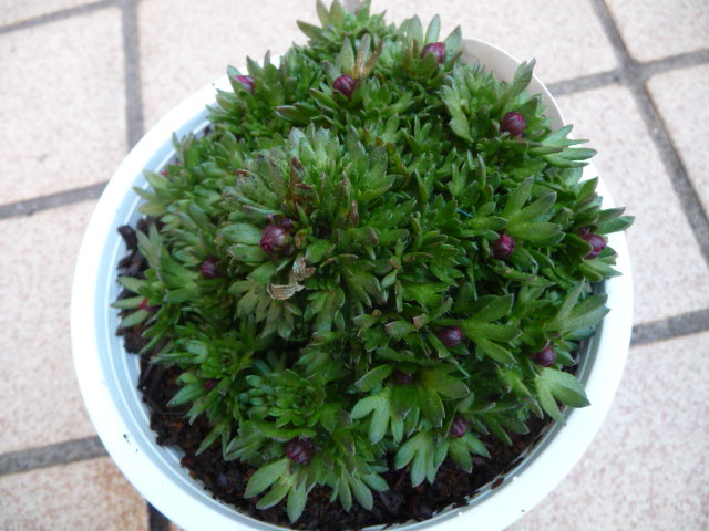 448 雲間草