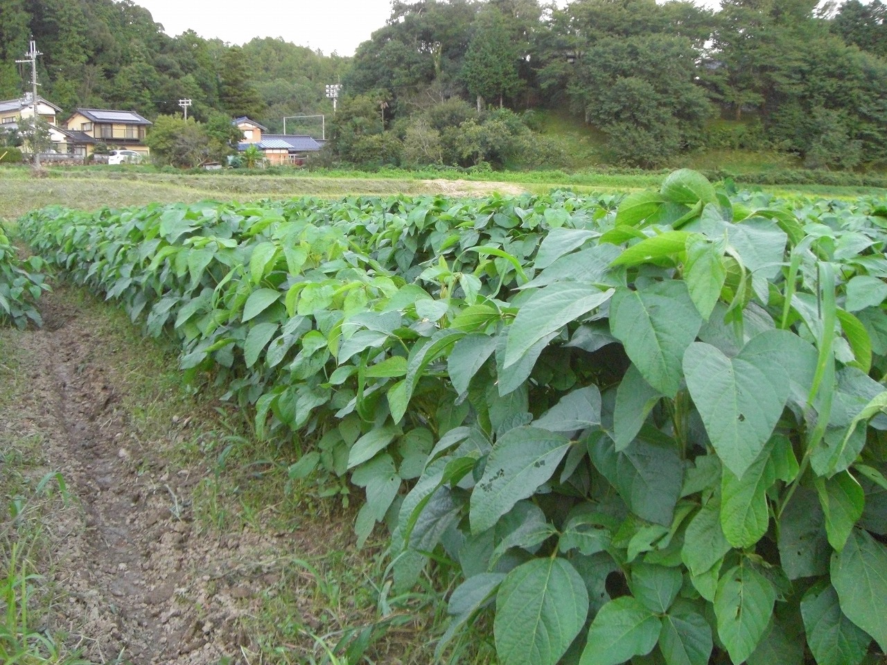 2ページ目の 黒豆栽培 たんばjunちゃん農園 楽天ブログ