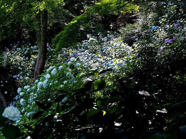 P6110222.jpg