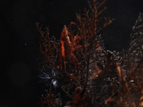 串本海中公園2017年4月中旬15　ウミカラマツ（Myriopathes japonica）とナカザワイソバナガニ（Xenocarcinus conicus）