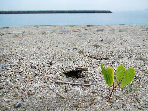 砂浜の若葉