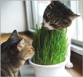 尖がってるとこが好きなの