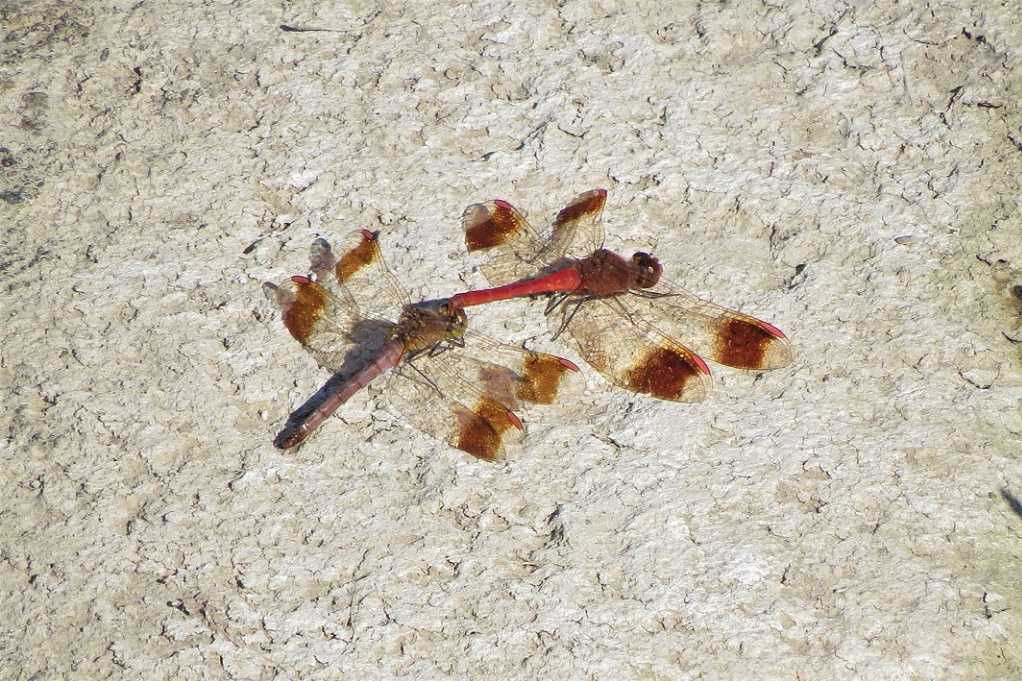 498