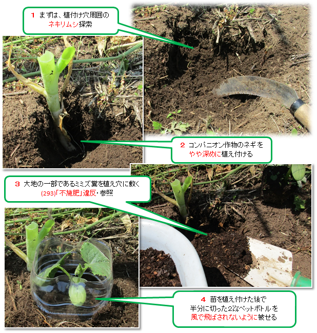 8ページ目の 自然農法の野菜たち テントウムシダマシ通信 自然農法の世界 虫と雑草と野菜とともに 楽天ブログ