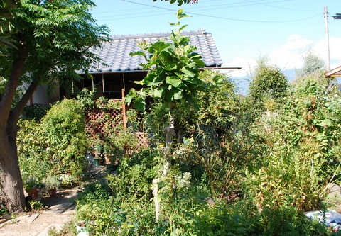 DSC_0010.JPG