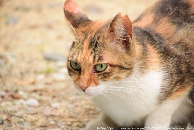 ピクサーのアニメに関するランダムで楽しい 10 の事実