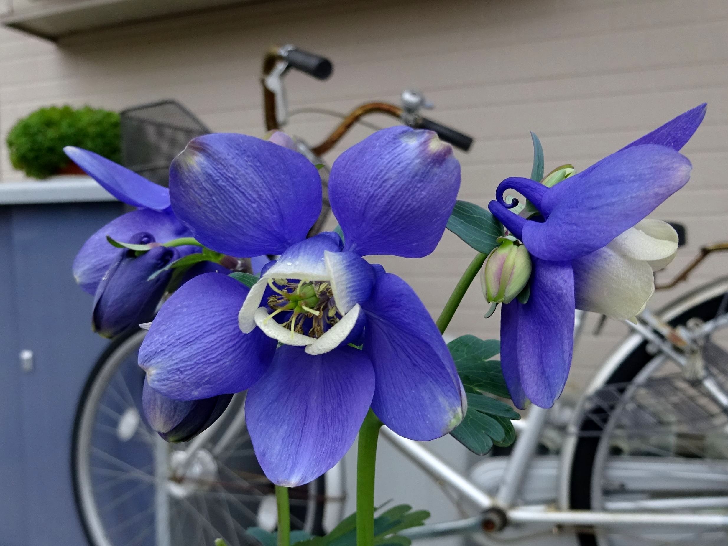4月12日 今日の一花 その２ オダマキ 苧環 Gazengamaのブログ 散歩中に出合った花と趣味の陶芸作品 楽天ブログ