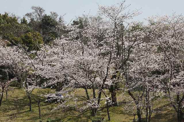 20100403k64000640Cherryblossom.jpg