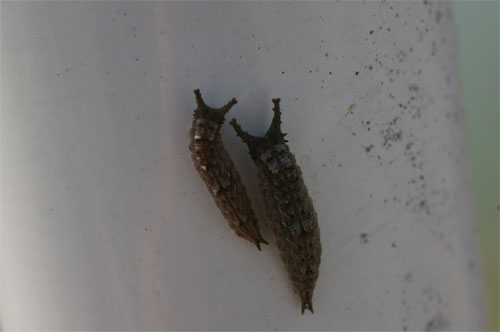 ゴマダラチョウの幼虫