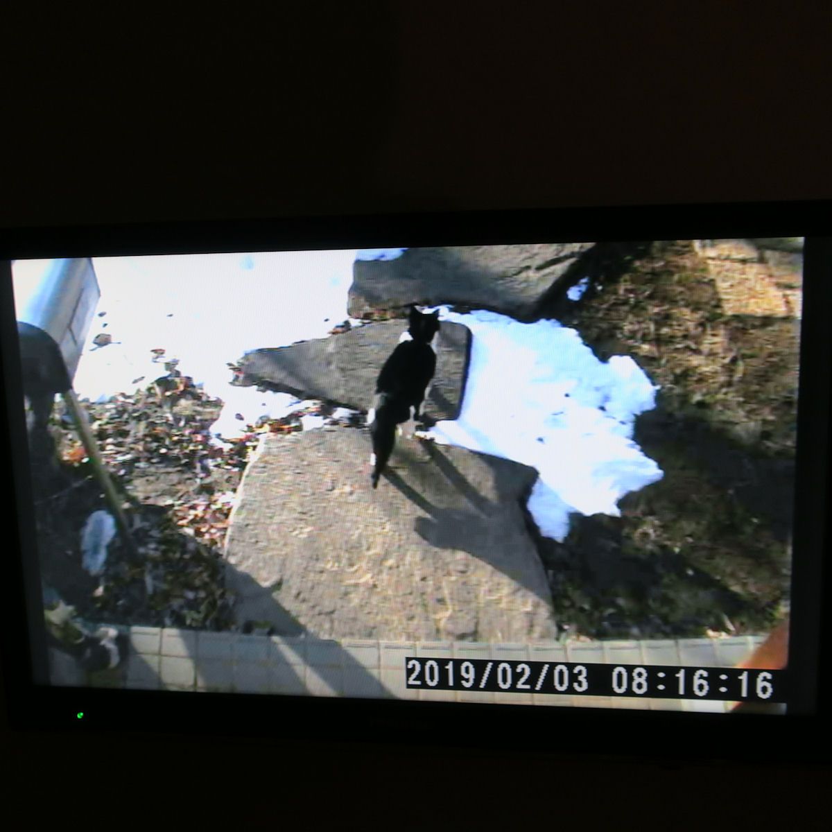 実は、もう1匹、茶色いネコもいるらしい