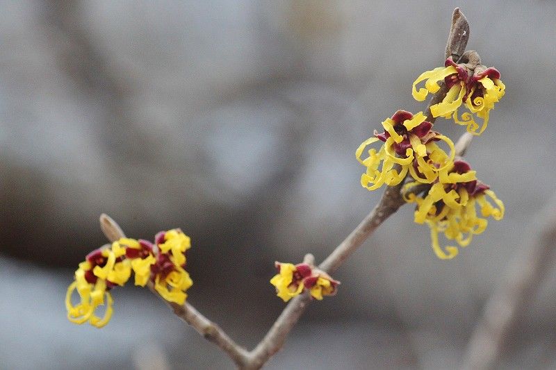 マンサクの花が満作 片栗の花 楽天ブログ
