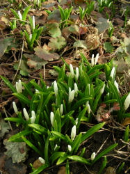 2017-04-12thubomi (2).JPG