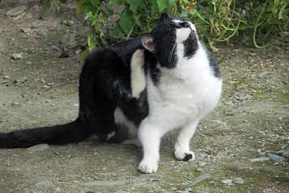 我が家のニャンコ♪2016/1/11-02