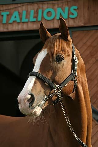 18シーズン岩手競馬の年度代表馬が決まりました アングロアラブ復活 地方競馬の楽天競馬 日替わりライターブログ 楽天ブログ