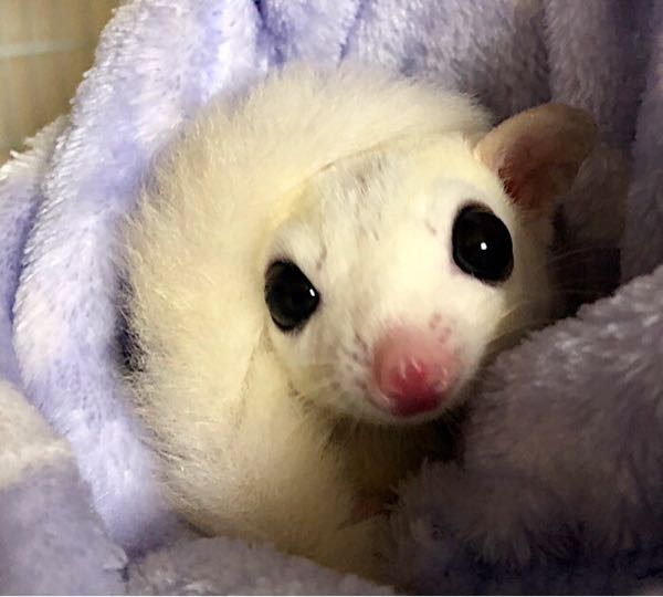 新着記事一覧 ももんがだもん ꈊ 楽天ブログ