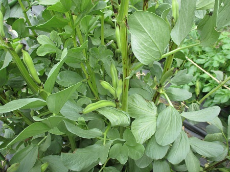 soramame