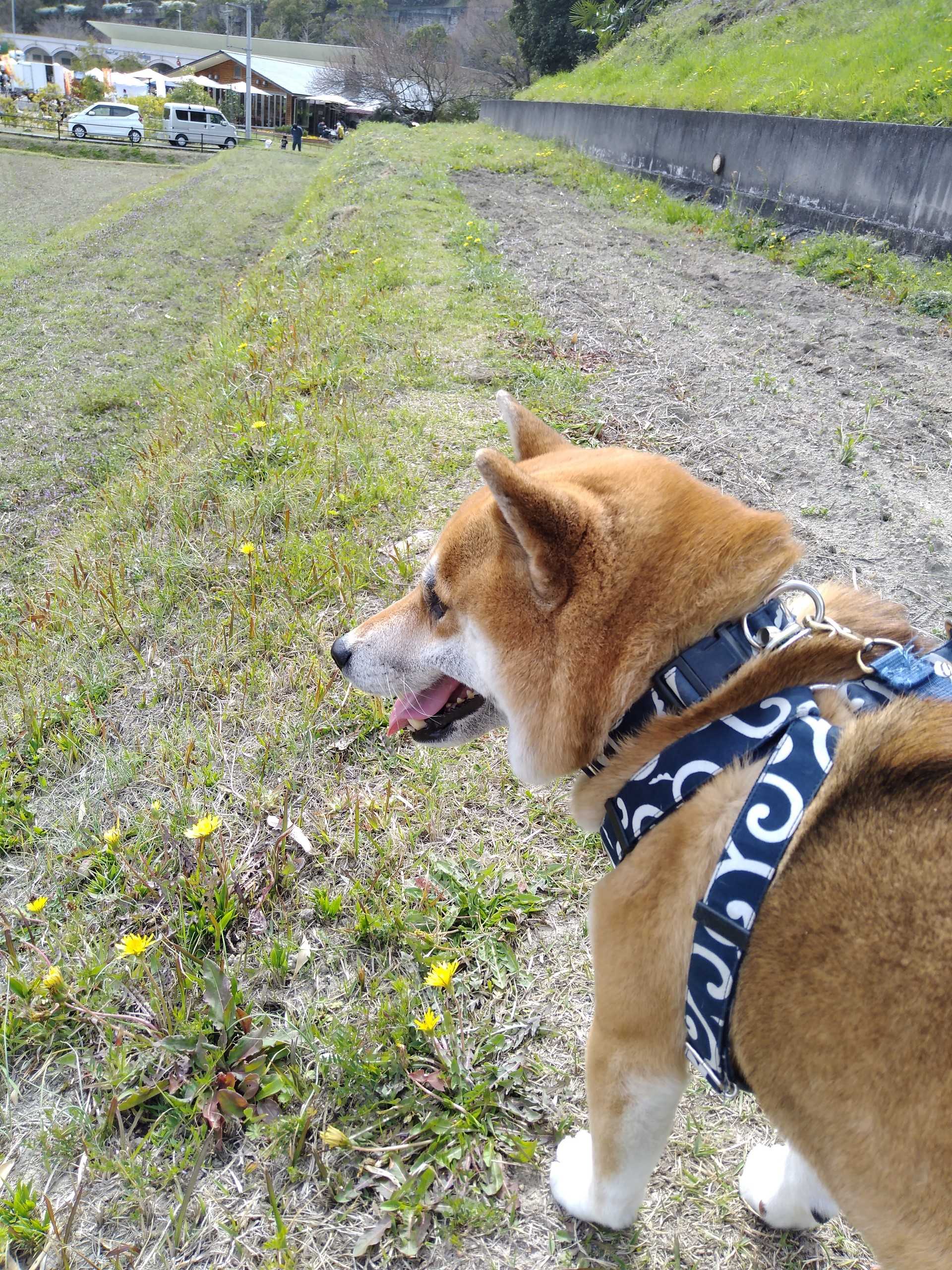 コロンとドライブ3回目 犬ときどき猿 楽天ブログ