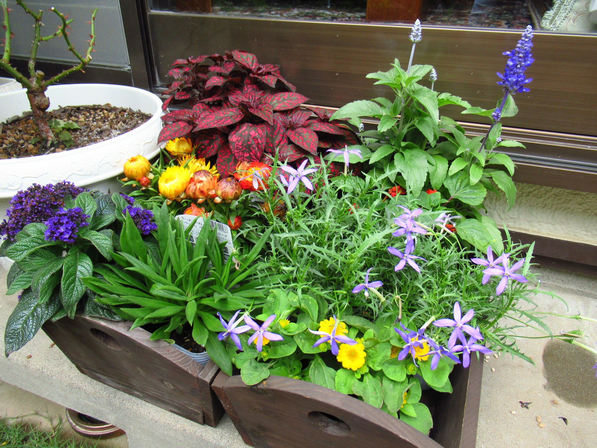 寄せ植えの仕立て直しと次亜塩素水生成器購入 ｂ かにゃかにゃガーデン 楽天ブログ