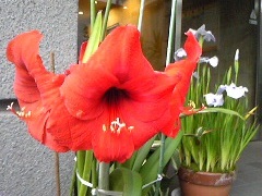 maruko