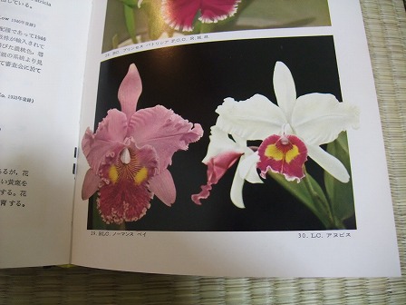 Lc. Anubis 20121216
