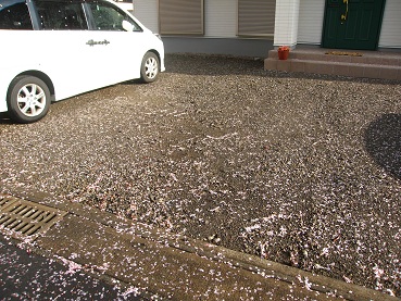 桜・３.JPG