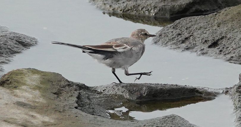 葛西臨海公園 その ハクセキレイ幼鳥 アウトドア親爺の徒然日記 楽天ブログ