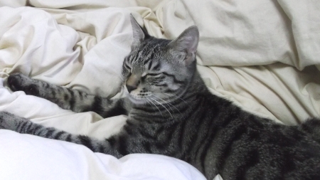 すずひめ　12月21日　ベット上.jpg