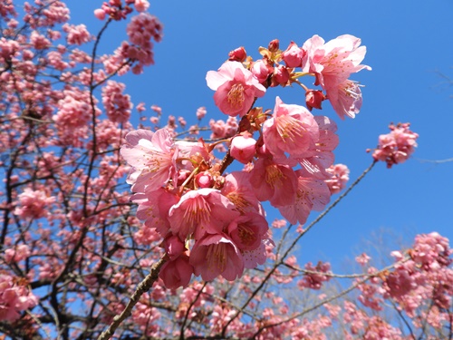 荏原神社の寒緋桜