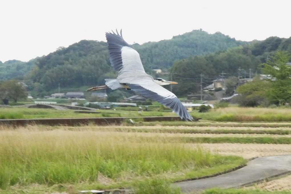 515