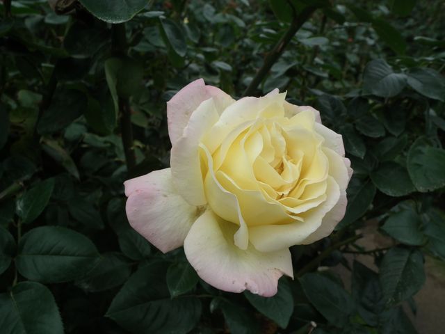 DSCF8562.JPG