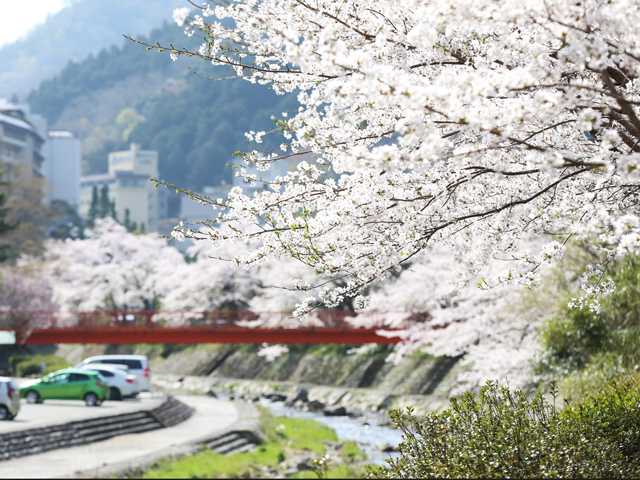 21年 兵庫県 湯村温泉周辺の桜の開花スポット 竹田城跡 城下町 出石 鳥取なども 公式 兵庫県 山陰湯村温泉 湧泉 ゆうせん の宿 ゆあむ の楽天ブログ 楽天ブログ