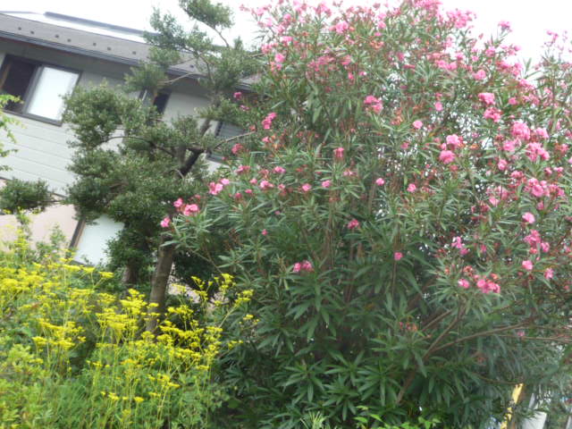 490 夾竹桃
