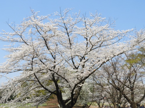 光が丘公園の桜