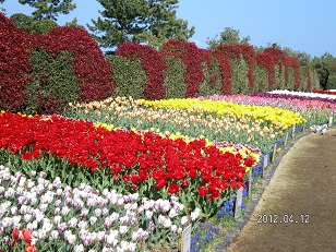 チューリップ２