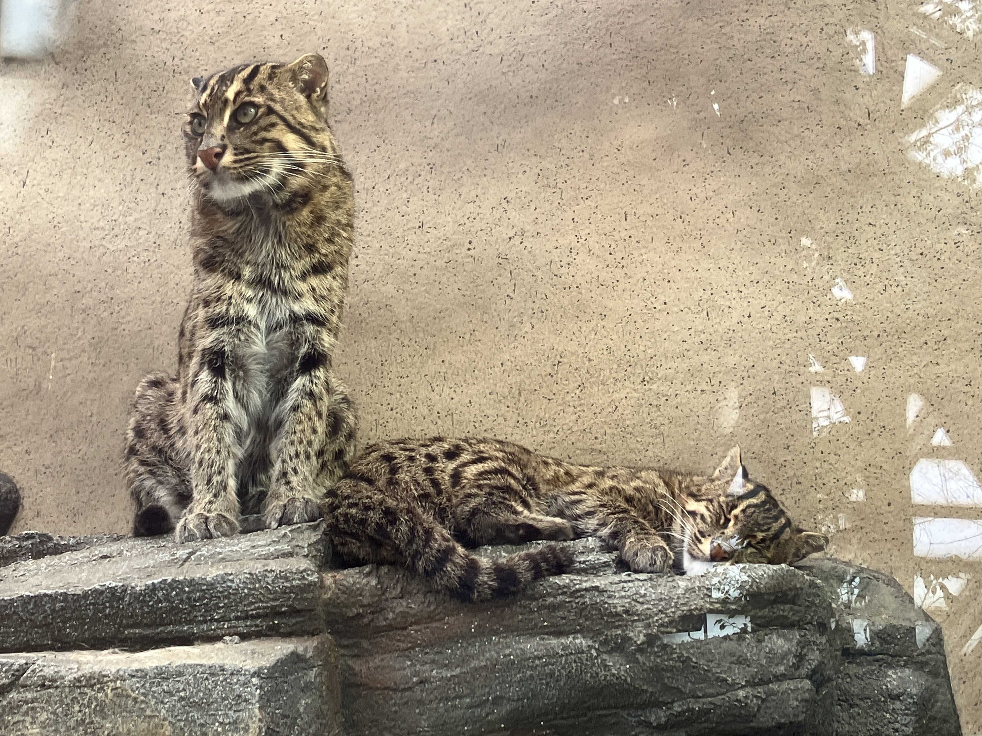 奇跡の森の猫ちゃんたち スナドリネコ | 今日は誰と会えるかな