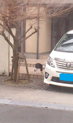 neko.jpg