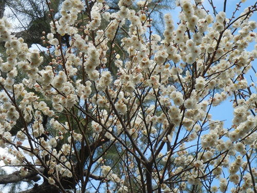 ご近所の梅の花