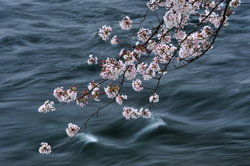 桜３