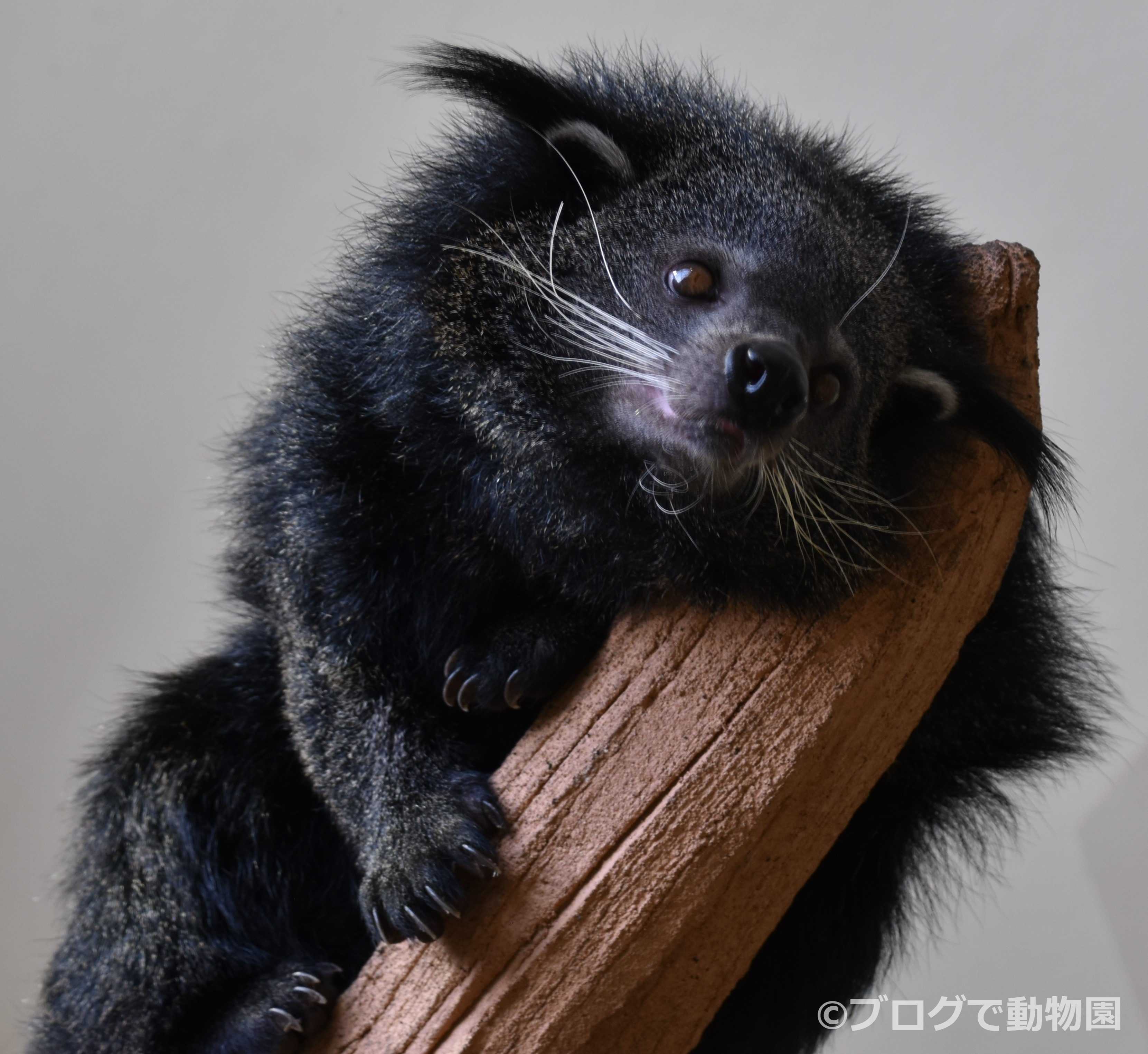 ビントロング | ブログで動物園！ - 楽天ブログ