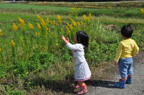 双子の孫