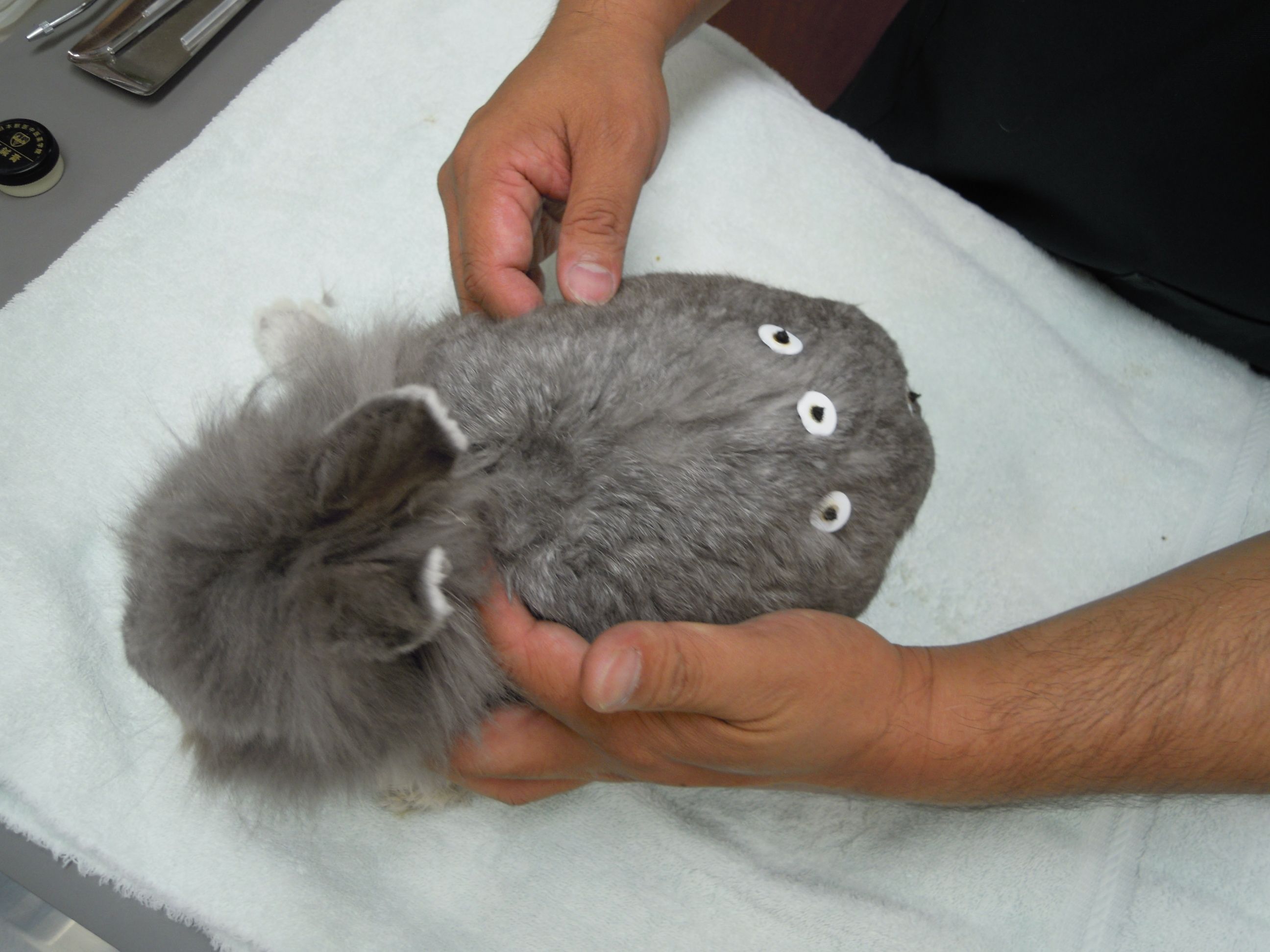 うさぎ、12回目の鍼灸です。 | ウサミンC！ - 楽天ブログ