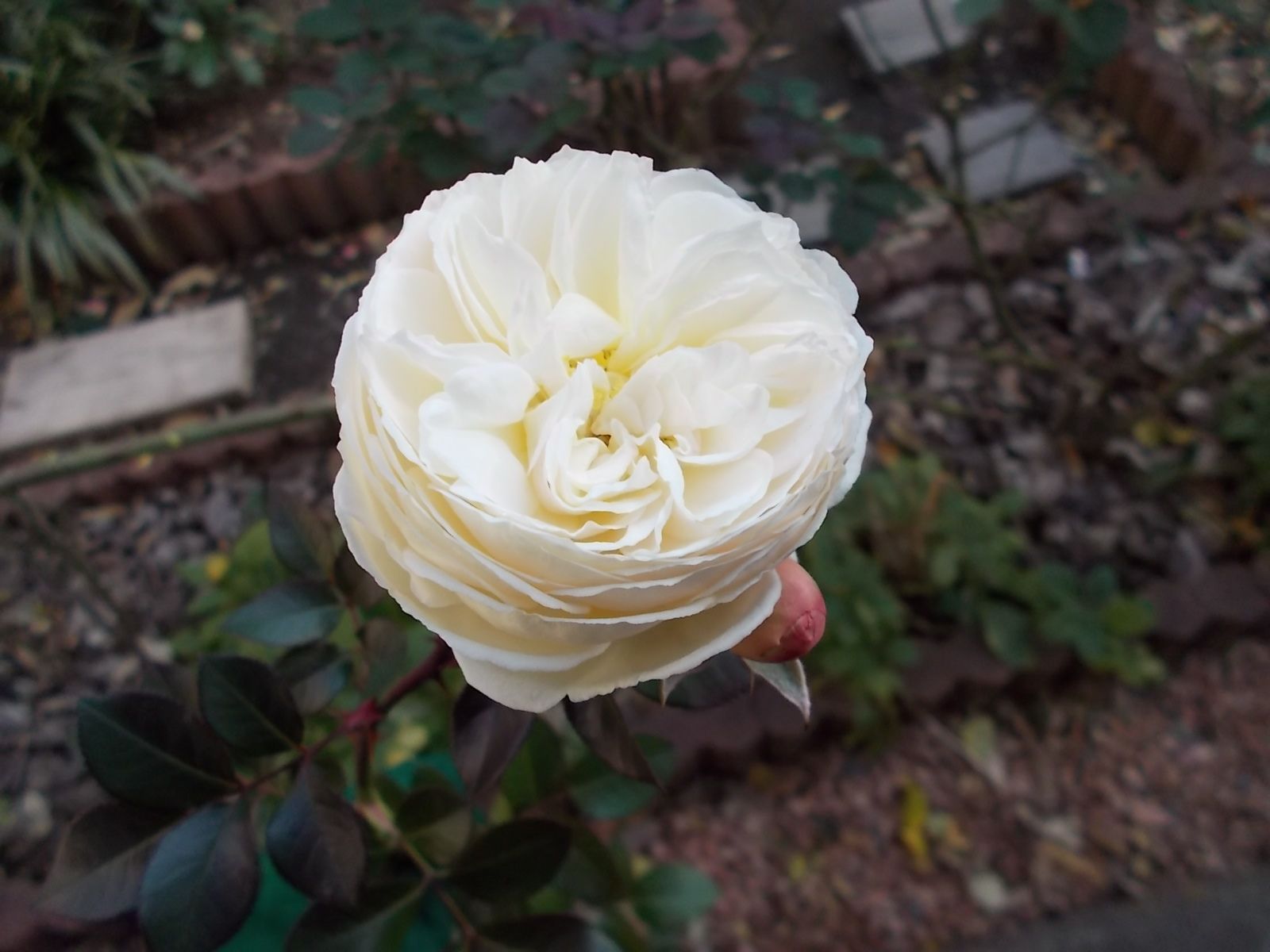 アルテミスとオデュッセイアのアーチを誘引 バラを咲かせることが好き 楽天ブログ