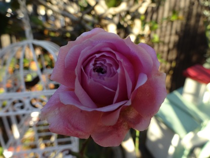 ウィリアムクリスティ (2).JPG