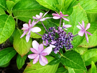 花２.jpg