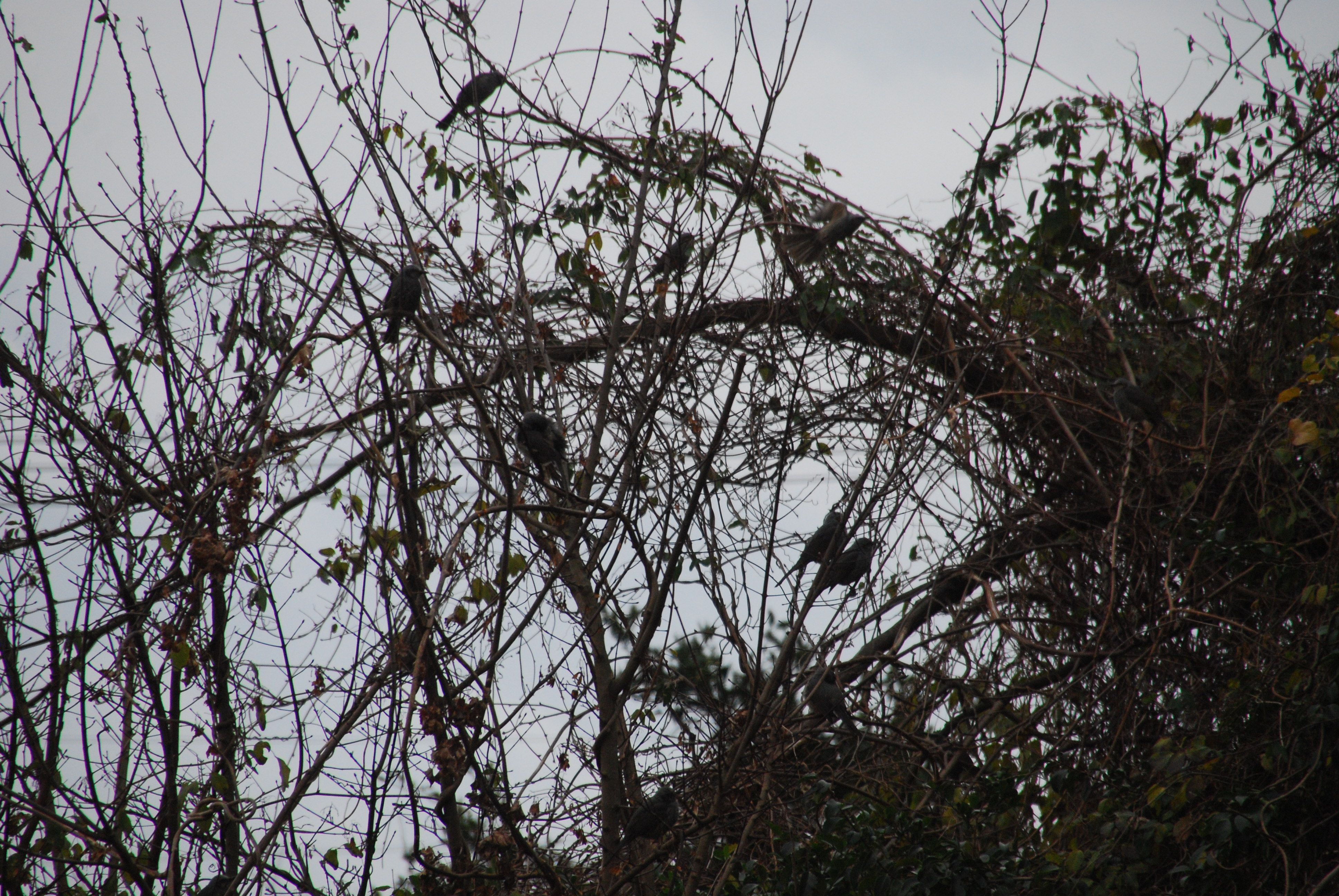 美味しいみかんを ヒヨドリが採るか人が採るか 今競争です みかんの木を育てる 四季の変化 楽天ブログ