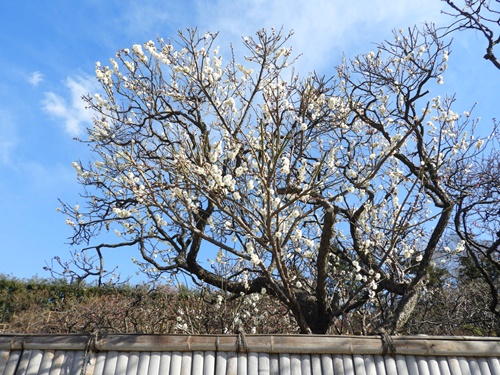 池上梅園にて